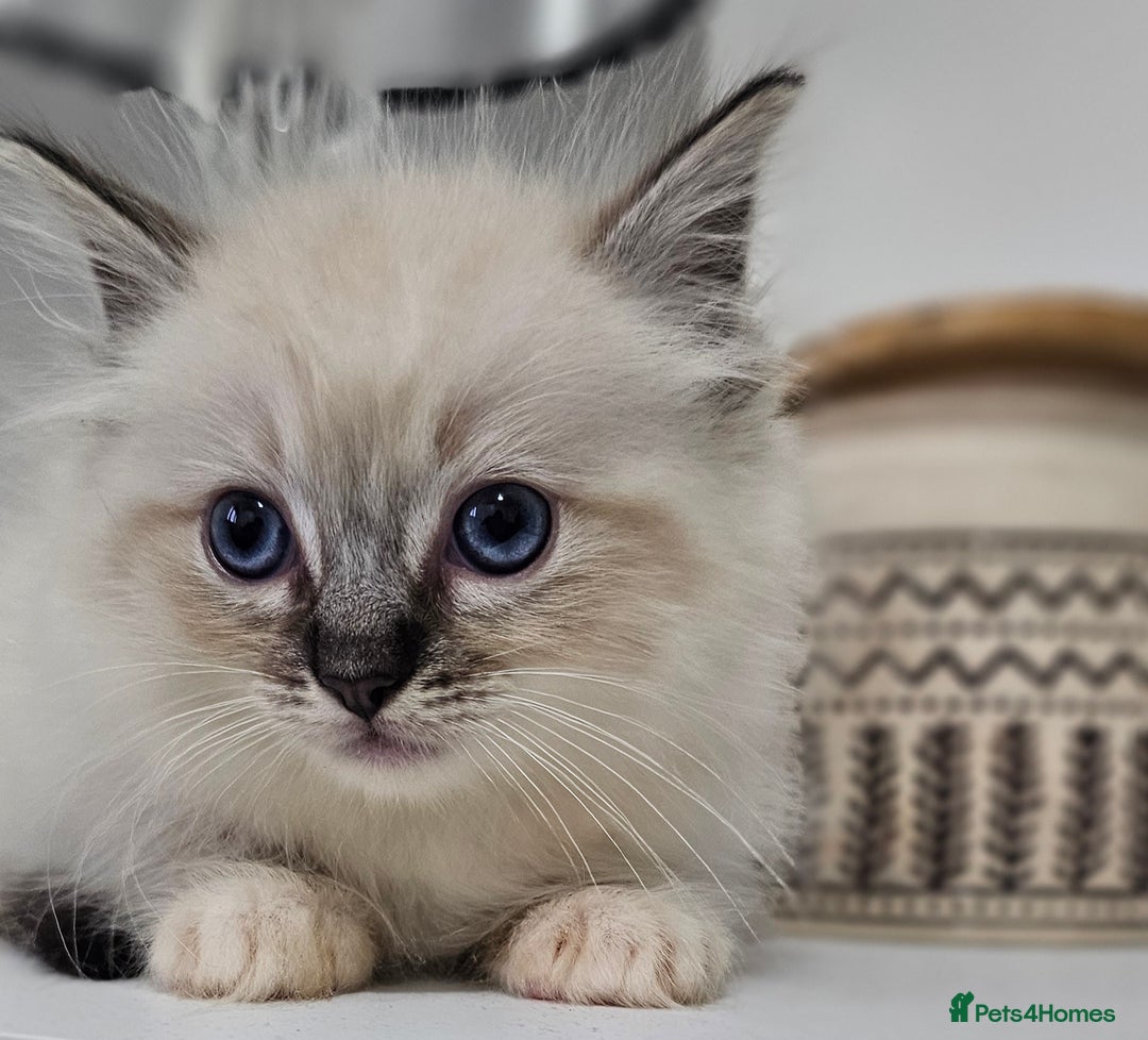 Ragdoll cats for sale: Stunning ragdoll kittens  - Image 32
