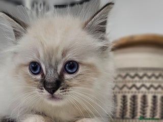 Ragdoll cats - Advert 17