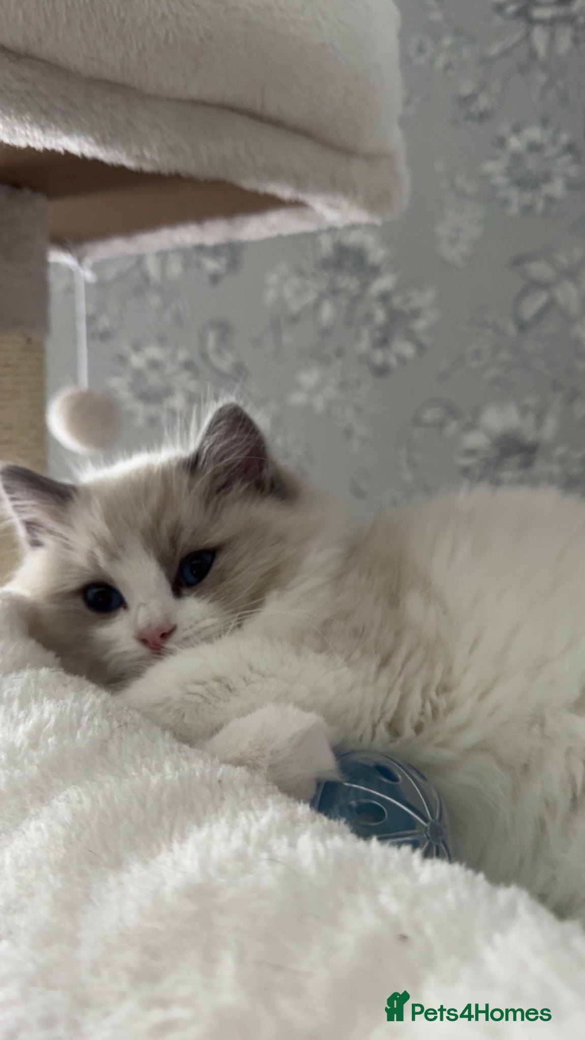 Ragdoll cats Gorgeous GCCF kitten - Advert 1