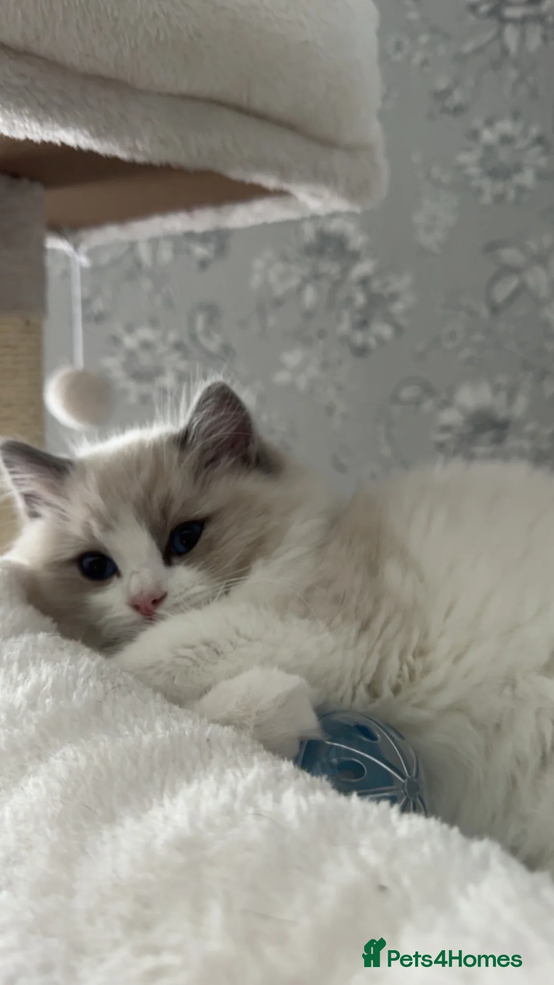 Ragdoll cats for sale: Gorgeous GCCF kitten - Advert 1