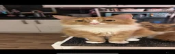 Mixed Breed cats for sale: Very Friendly Male & Female Bonded Pair Cats - Advert 11