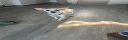 Jackshund dogs for sale: 4 Beautiful Male Jackhaunds   - Advert 7