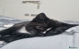 Scottish Fold cats for sale: 2 Scottish Fold Kittens. ( Girls ) - Image 4