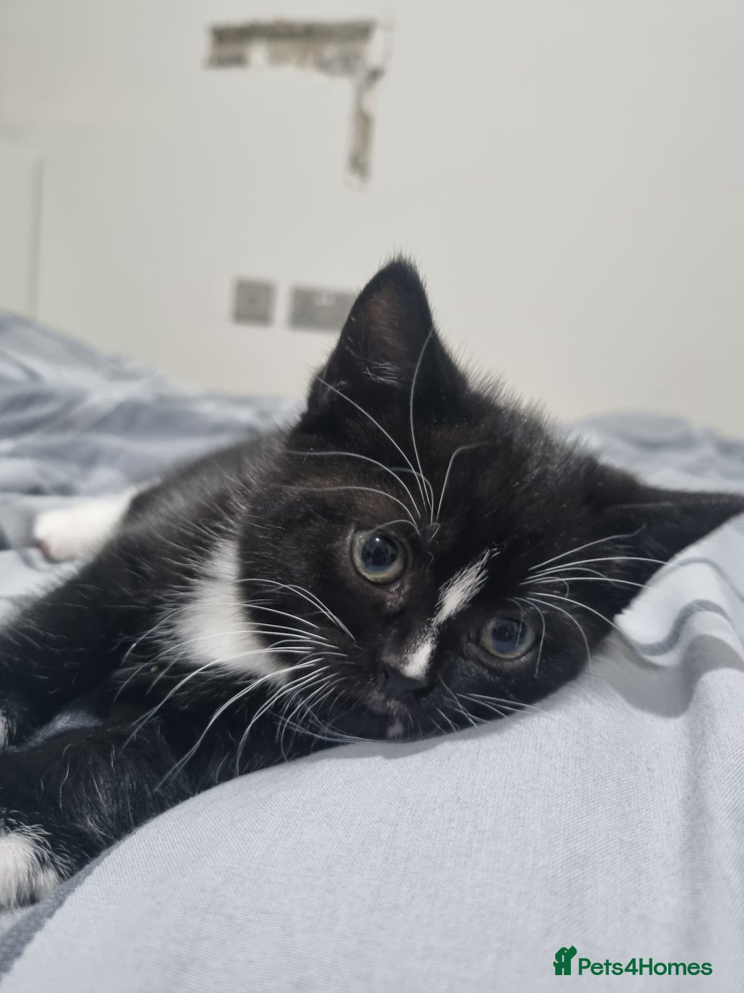 Scottish Fold cats for sale: 2 Scottish Fold Kittens. ( Girls ) - Image 4