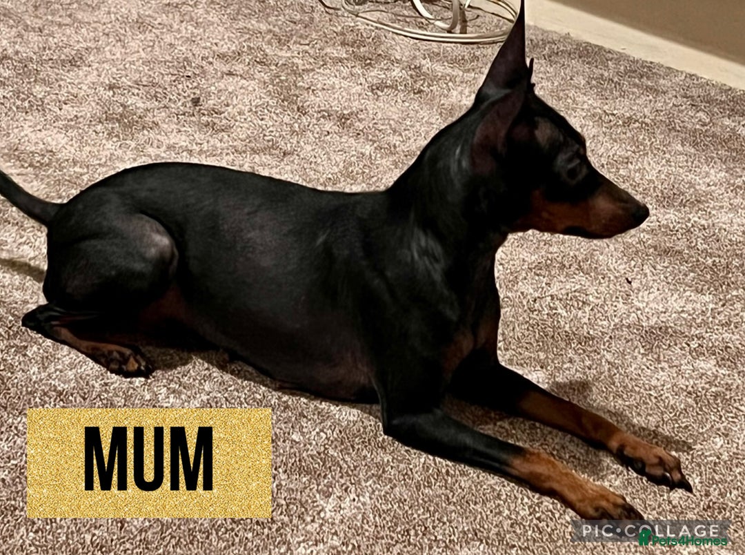 Miniature Pinscher dogs for sale: Beautiful miniature Pinscher puppies  - Advert 2