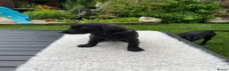 Labrador Retriever dogs for sale: Four little Labrador boys ready for their new home in Bury - Advert 9