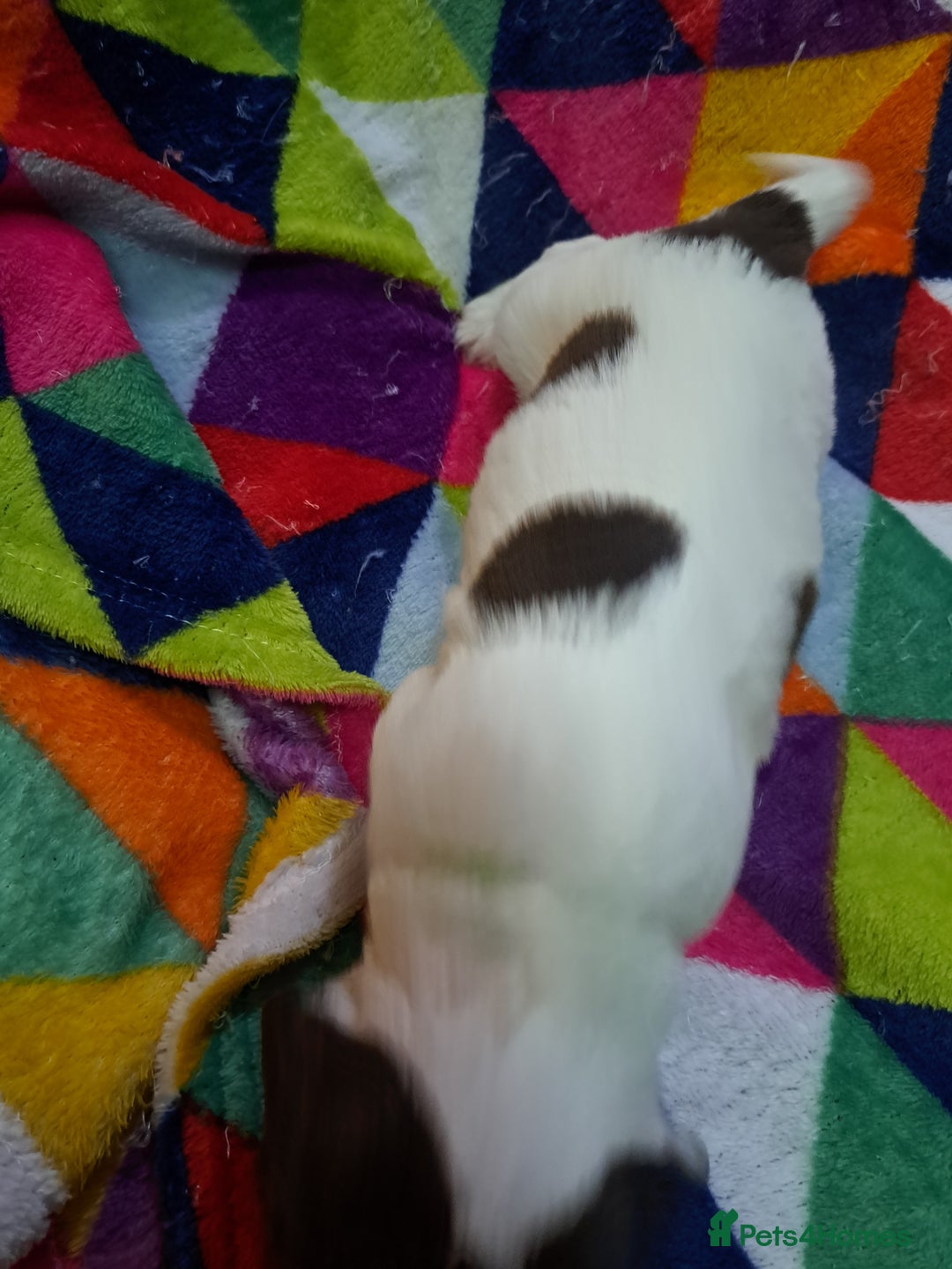 English Springer Spaniel dogs for sale: English springer spaniel pups - Image 15