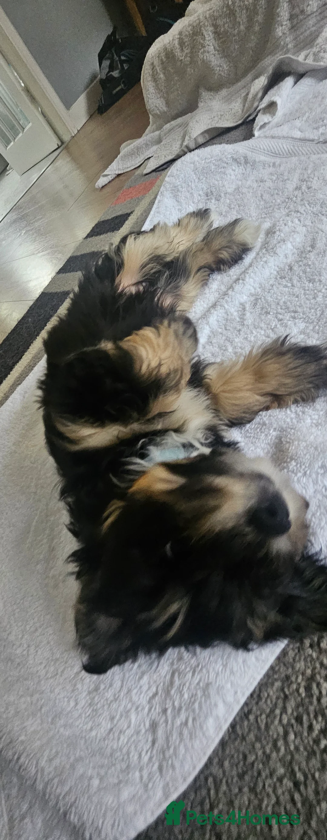 Mixed Breed dogs for sale: Yorkshire terrier X puppies  - Advert 3