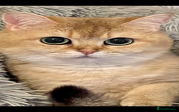 British Shorthair cats for sale: Ready This Weekend Golden Female Kitten  - Advert 1