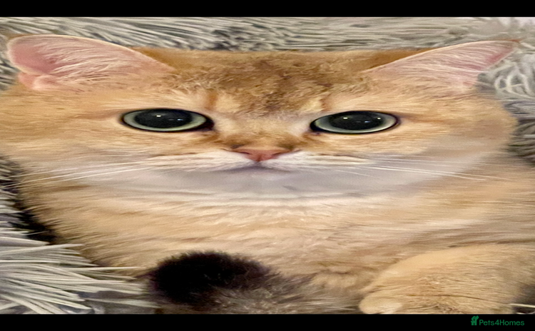 British Shorthair cats Ready This Weekend Golden Female Kitten  - Advert 8