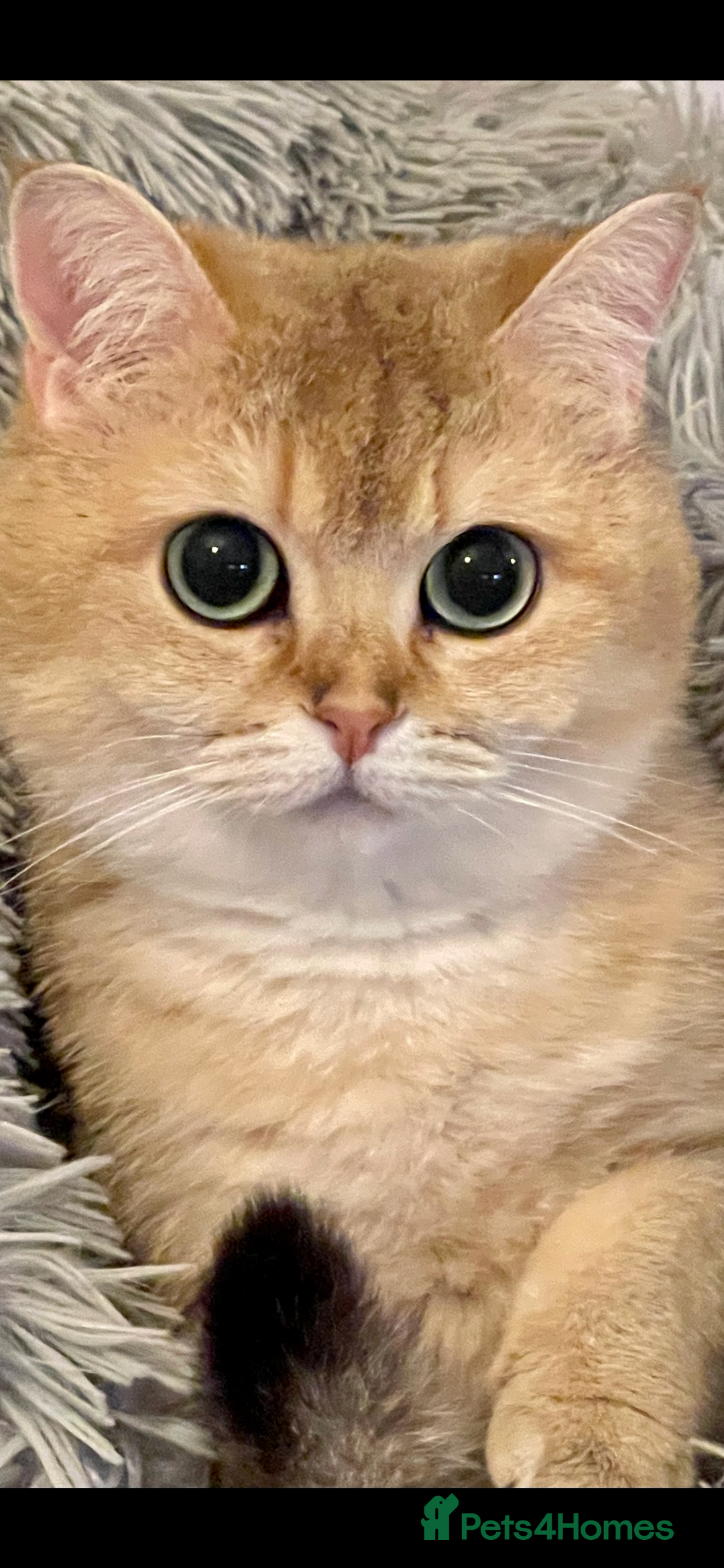 British Shorthair cats for sale: Ready This Weekend Golden Female Kitten  - Advert 1