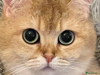 British Shorthair cats Ready This Weekend Golden Female Kitten - Advert 2