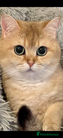 British Shorthair cats Ready This Weekend Golden Female Kitten - Advert 14