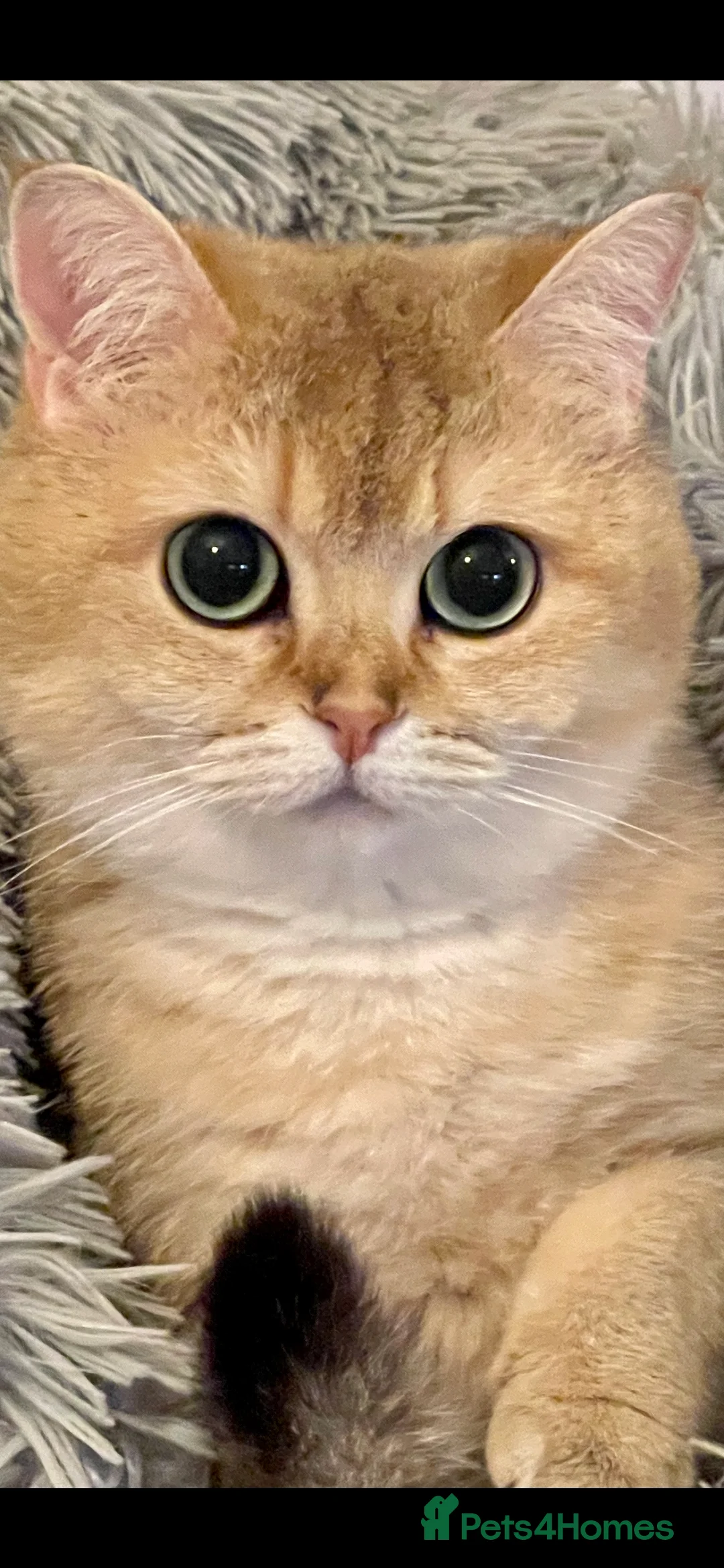 British Shorthair cats for sale: Ready Today Golden Female Kitten  - Advert 4