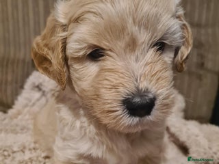 Labradoodle dogs ⭐✨ Mini Labradoodles - F1b Parents 🐾✨ - Advert 2