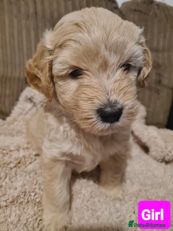 Labradoodle dogs ⭐✨ Mini Labradoodles - F1b Parents 🐾✨ - Advert 6