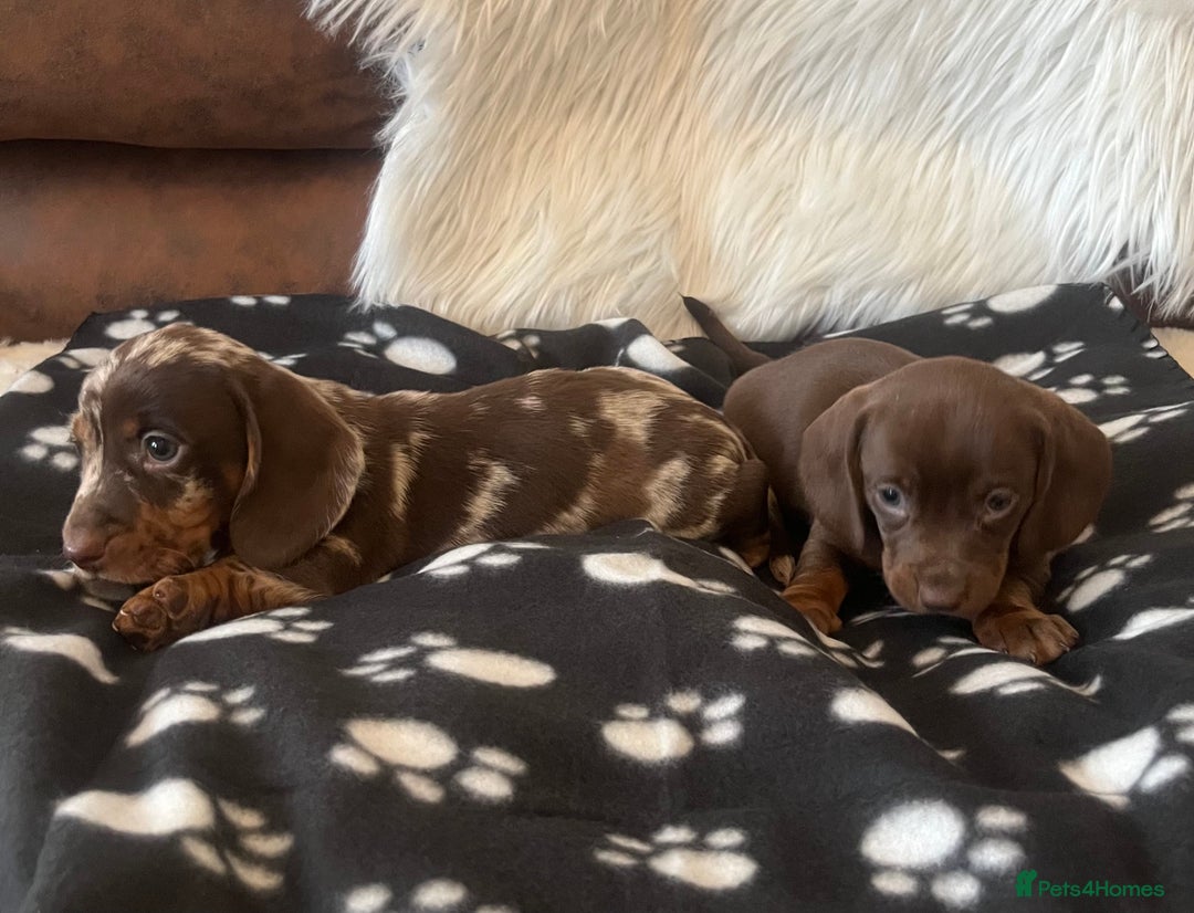 Miniature Dachshund dogs for sale: Miniature dachshund Puppies 🐶 Boy Available! - Advert 6