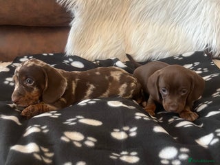 Miniature Dachshund dogs Miniature dachshund Puppies 🐶 - Advert 5