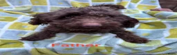 Cockapoo dogs for sale: Black Cockapoo puppies for sale 🤍 - Advert 2