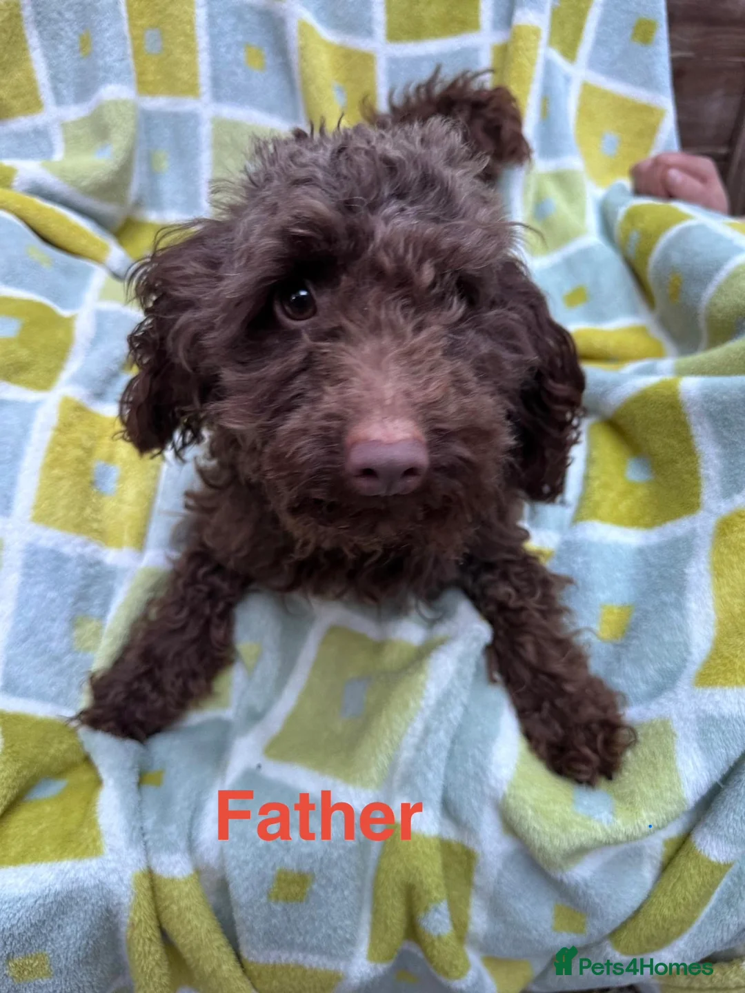 Cockapoo dogs for sale: Black Cockapoo puppies for sale 🤍 - Advert 2