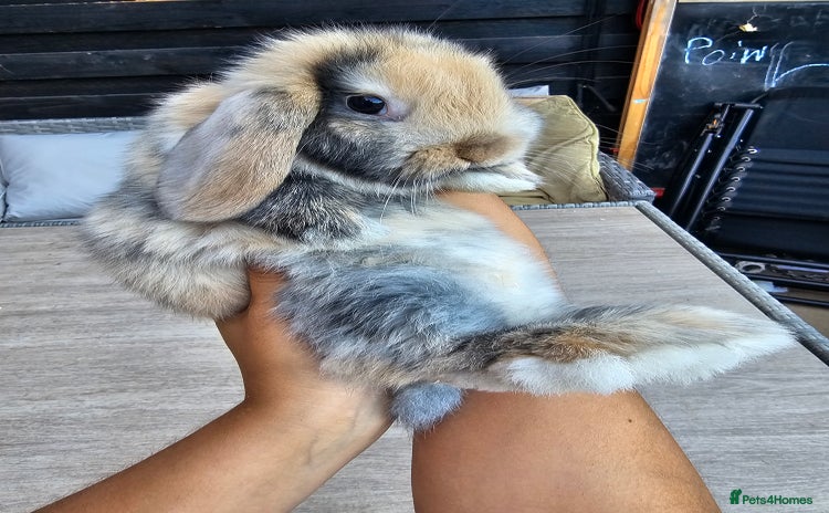 Mini Lop rabbits - Advert 4