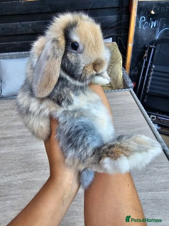 Mini Lop rabbits - Advert 3