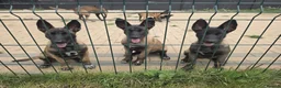 Belgian Shepherd Dog dogs for sale: Belgian shepards manolis  in Waltham Cross - Advert 6