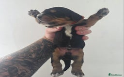 Bocker dogs for sale: 7x Bocker pups (born 22/06/2025) - Image 17