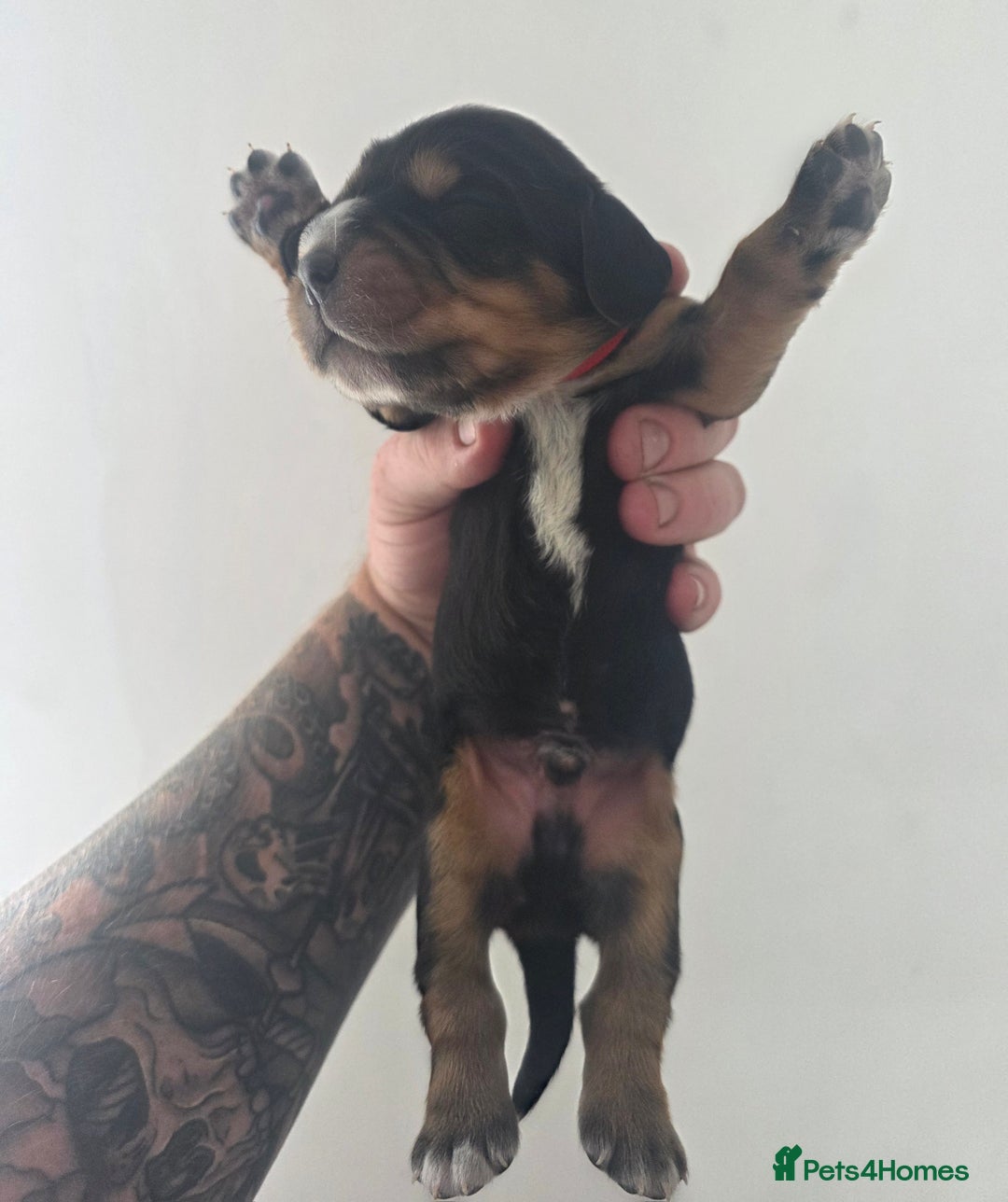 Bocker dogs for sale: 7x Bocker pups (born 22/06/2025) - Image 17