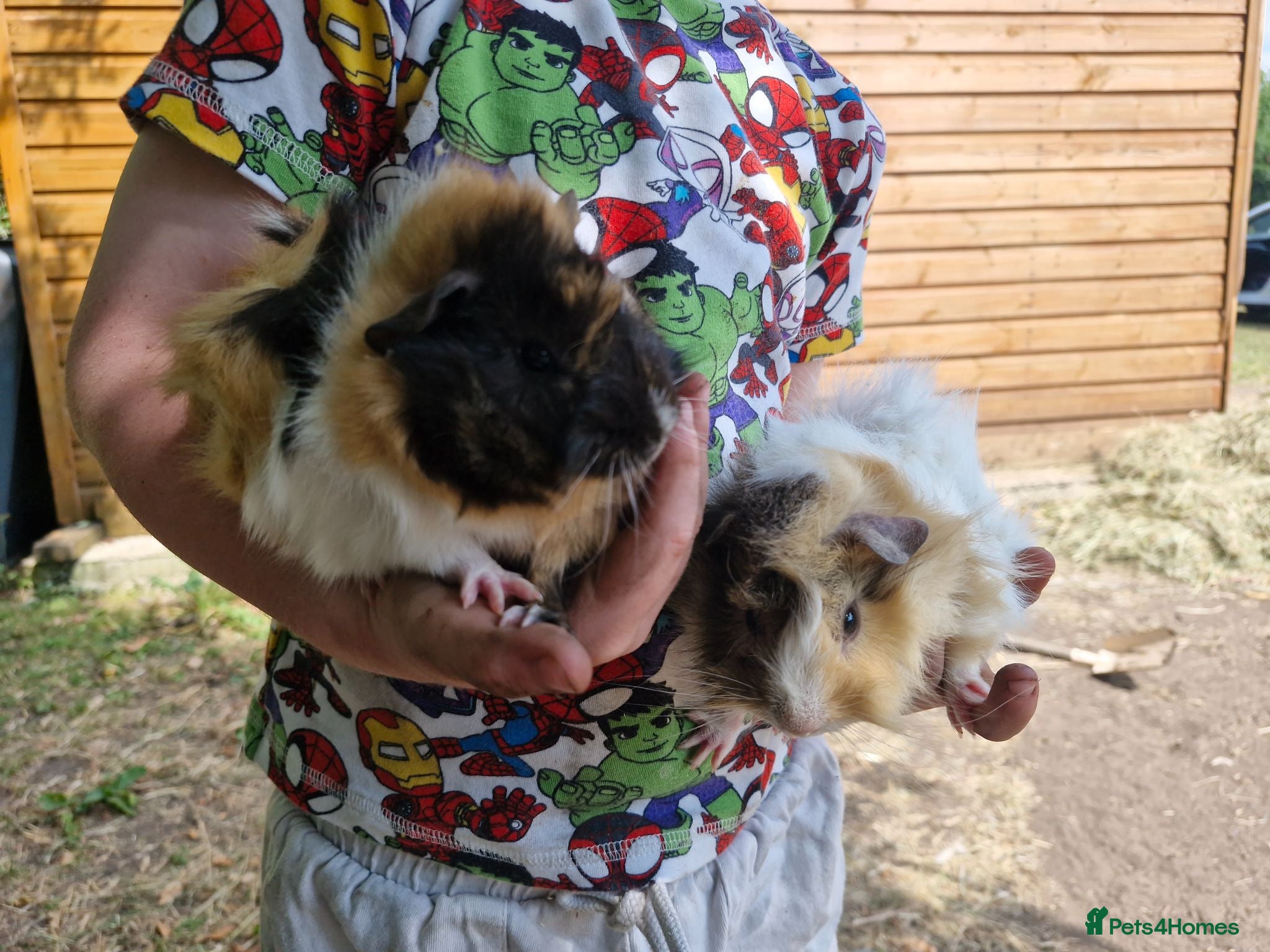 Guinea Pig rodents Male & Female baby guinea pigs - Born 4/6/26 - Advert 2