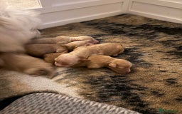 Mixed Breed dogs for sale: Cavapoochon  - Image 11