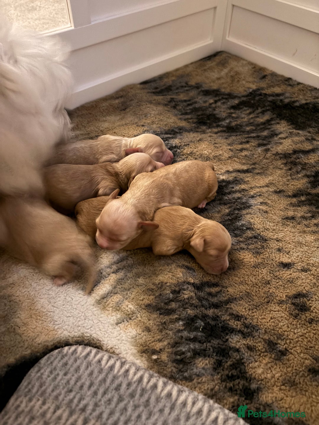 Mixed Breed dogs for sale: Cavapoochon  - Image 11