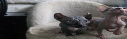 Sphynx cats for sale: Adorable Male Kitten – Sphynx x Devon Rex Cross - Advert 9