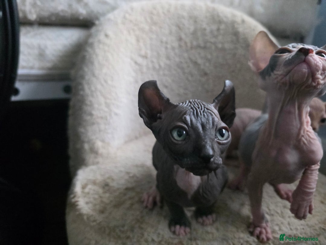 Sphynx cats for sale: Adorable Male Kitten – Sphynx x Devon Rex Cross - Advert 9