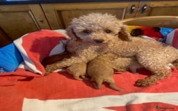Toy Poodle dogs for sale: lyncham toy poodles  - Image 7