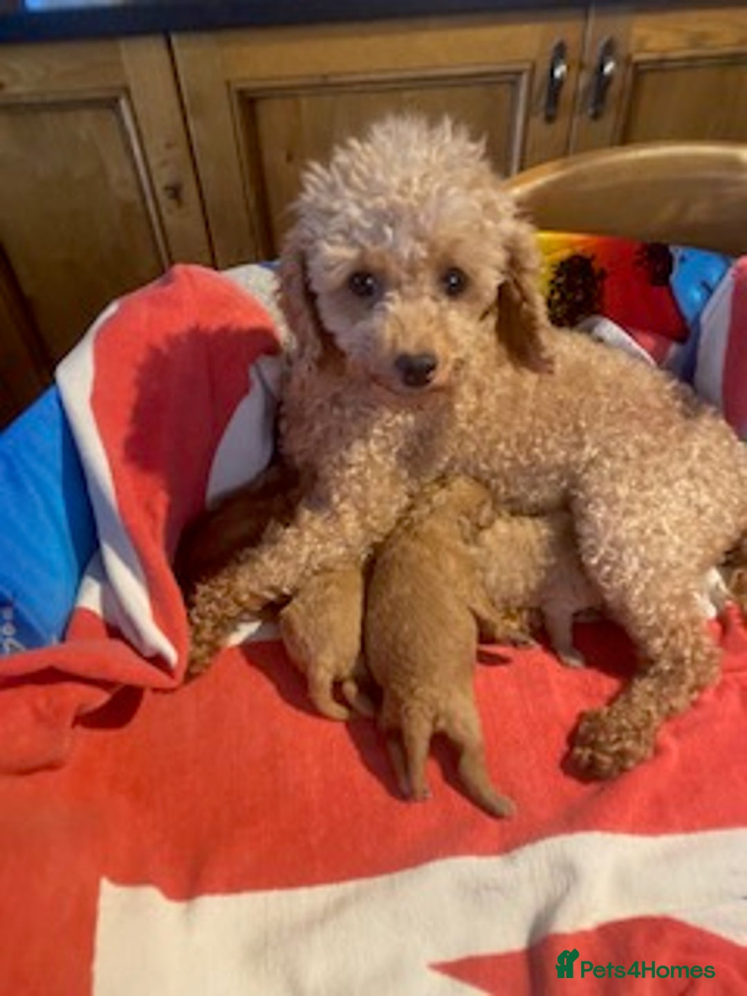 Toy Poodle dogs for sale: lyncham toy poodles  - Image 7