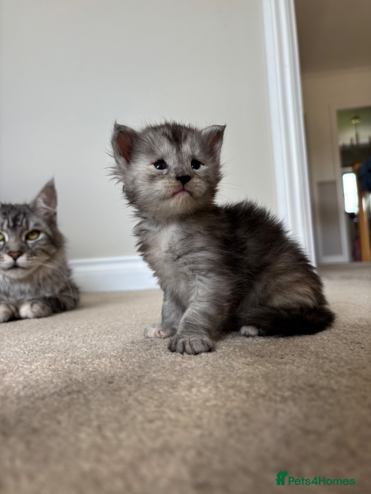 Maine Coon cats for sale: TICA Maine Coon Kittens  - Advert 9