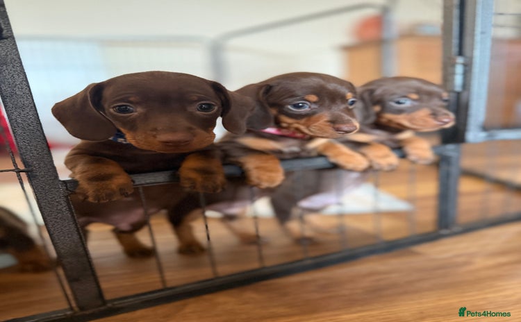 Miniature Dachshund dogs - Advert 16