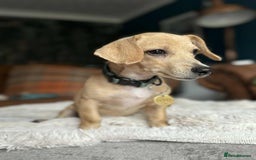 Mixed Breed dogs for adoption: Rusty the tiny cuddle monster  - Image 12