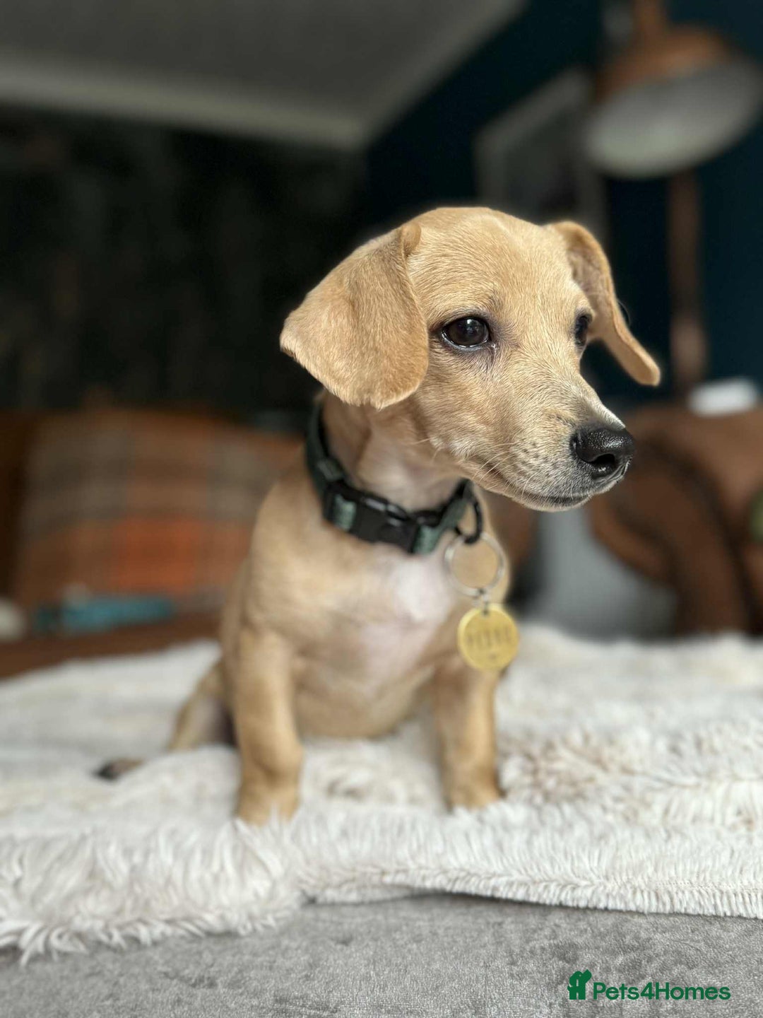 Mixed Breed dogs for adoption: Rusty the tiny cuddle monster  - Image 12