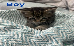 Mixed Breed cats for sale: 🐱 Gorgeous Kittens For Sale🐱 - Image 2