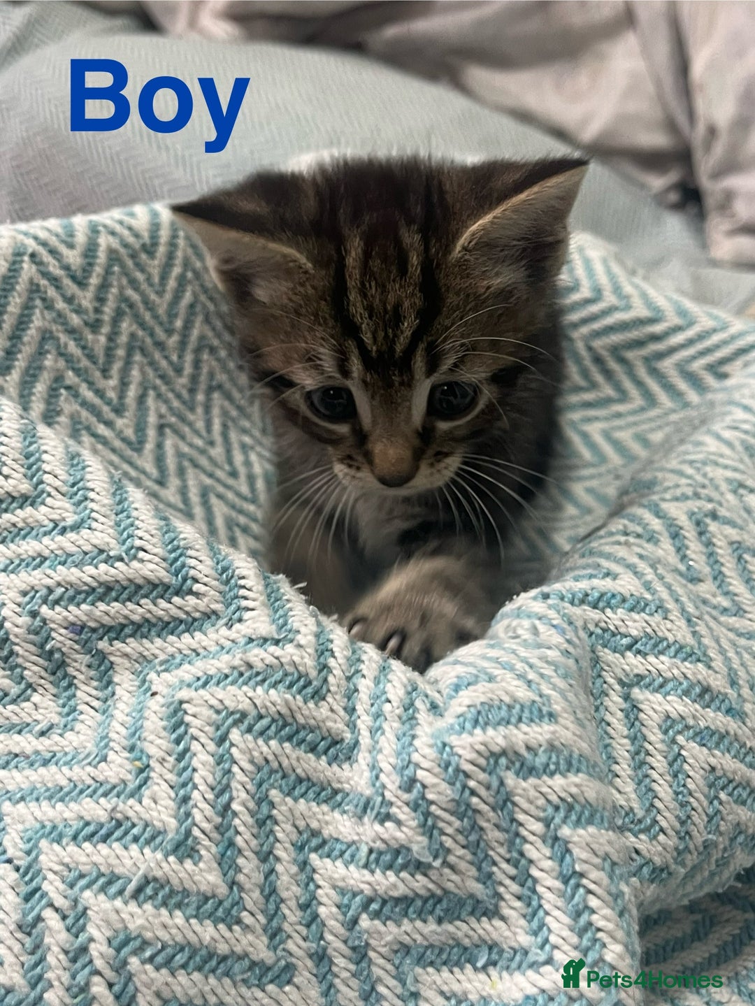 Mixed Breed cats for sale: 🐱 Gorgeous Kittens For Sale🐱 - Image 2