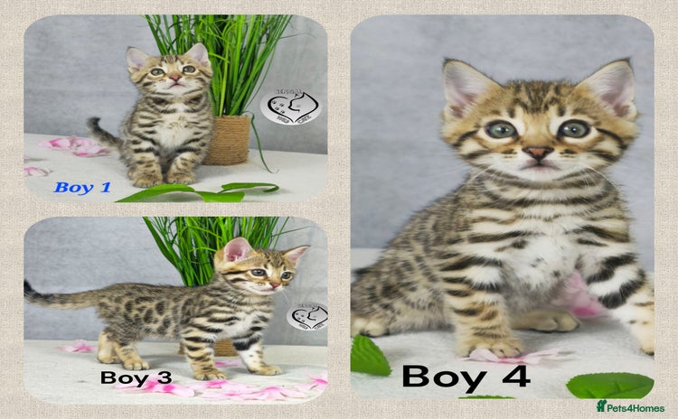 Bengal cats - Advert 10