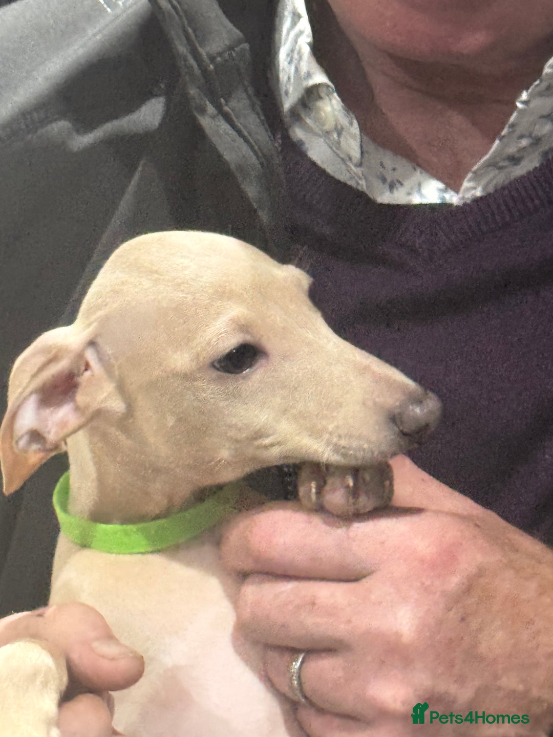Italian Greyhound dogs for sale: Cream and fawn collection of autumn beauties  - Image 7