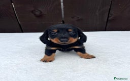 Miniature Dachshund dogs for sale: Dachshund puppies 5Boys  - Image 34