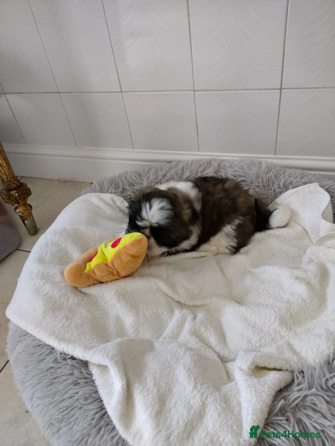 Shih Tzu dogs for sale: Shih Tzu puppies for sale ready now  - Advert 2
