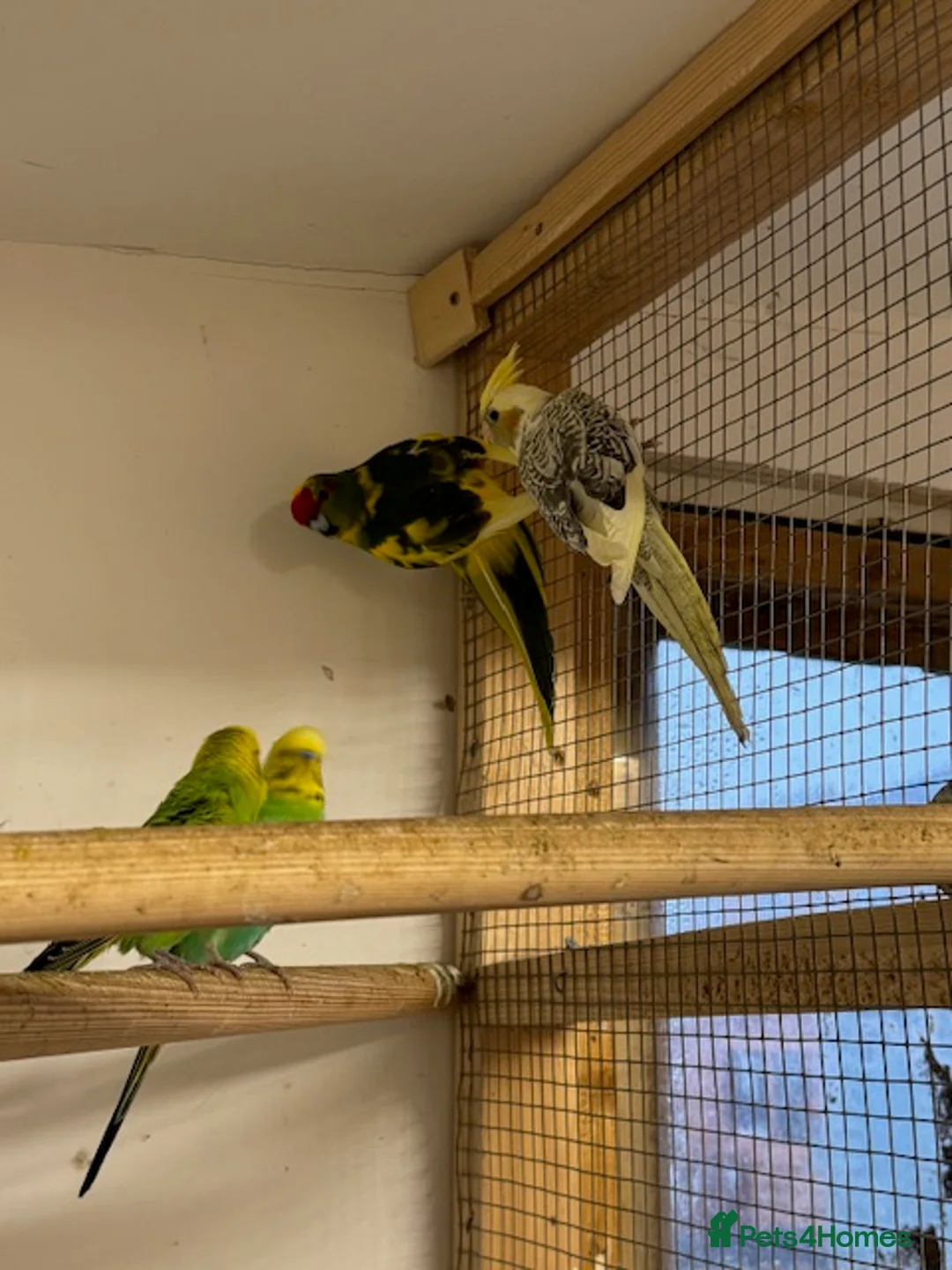 Parakeets birds for sale: KAKARIKIS, MALES AND FEMALES AVAILABLE, PIED ETC - Advert 5
