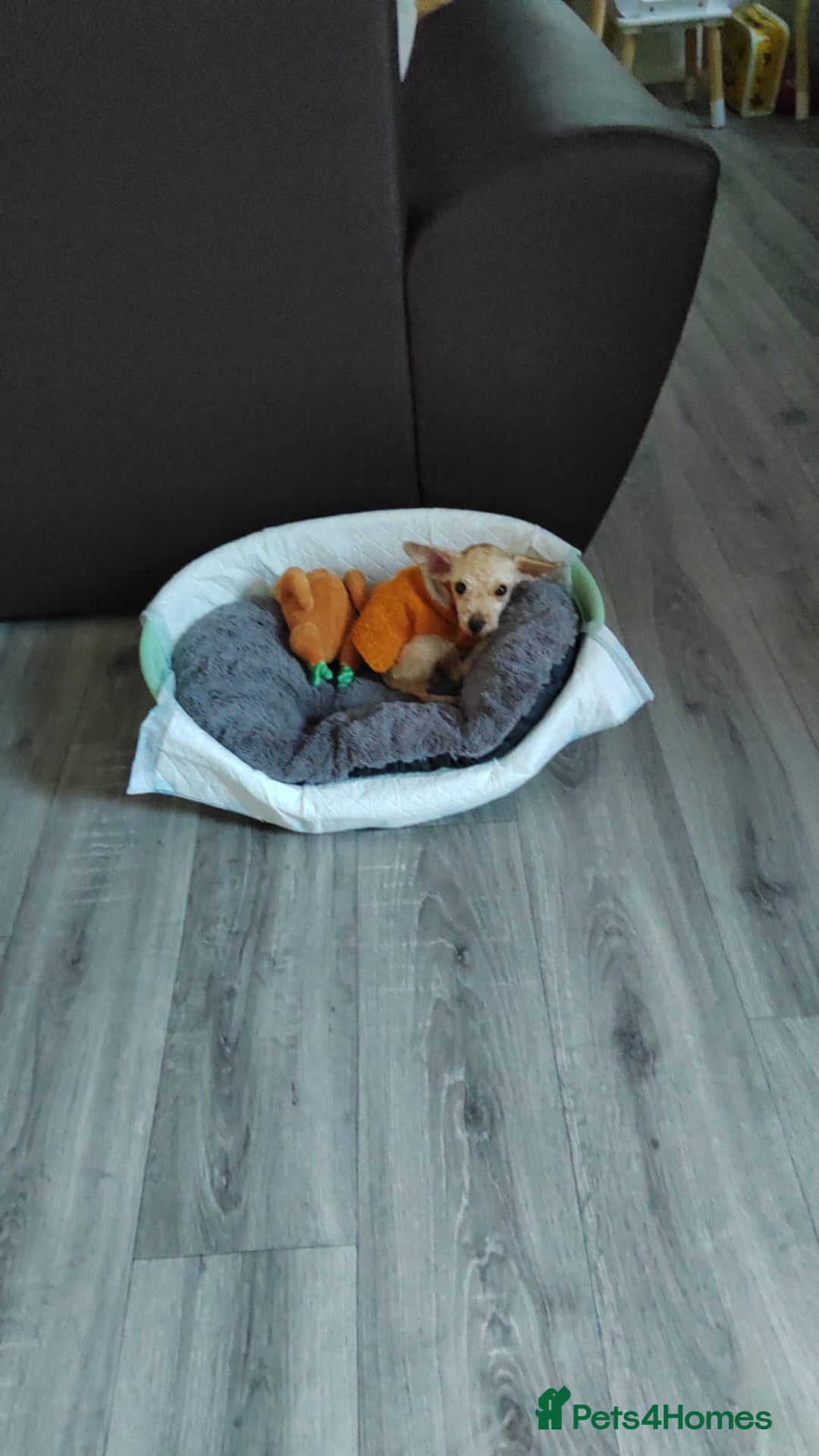 Mixed Breed dogs for sale: Chipoo - Image 1