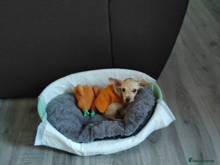 Mixed Breed dogs - Advert 10