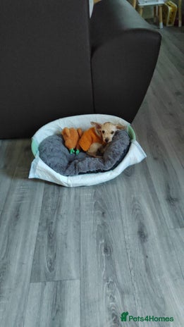 Mixed Breed dogs - Advert 32